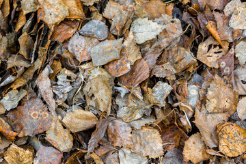 Dry birch leaves background