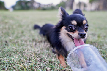 black chihuahua drinking from glass.