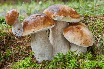 Boletus edulis. Fungus in the natural environment.