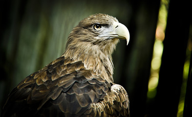 Eagle eye