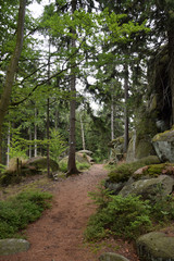 Waldweg im Fichtelgebirge