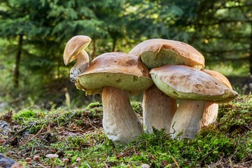 Boletus edulis. Fungus in the natural environment.