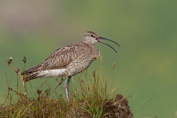 Whimbrel, Numenius phaeopus,with blurred grass as background. Icelandic bird close up horizontal picture. A bird species with long curled beak. Curlew living in subarctic areas.