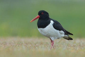 Eurasian oystercatcher, Haematopus ostralegus, birds of Iceland. Black and white bird with long straight red beak standing in green grass with blurred background. Summer on Iceland.