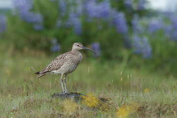 Whimbrel, Numenius phaeopus, standing on a rock with blurred with blurred violet flowers, Nootka lupine, in background. Icelandic bird close up horizontal picture. A bird species with long curled beak