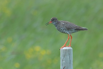 Common redshank, Tringa totanus, with blurred background. Wader bird breedin in grassland of marshes and wetlands. Animal of Iceland.