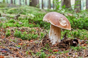Boletus edulis. Fungus in the natural environment.