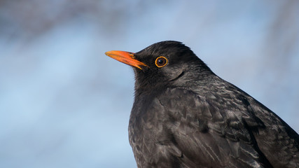 Turdus merula, kos