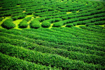 Landscape of green tea platation,Leaves background texture