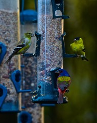 Naklejka premium Breakfast Birds