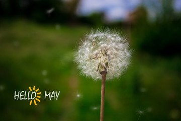 Hello May, text with Beautiful nature scene of green grass and white dandelion
