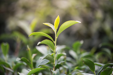 Background of a green tea leaves,Leaf of tea in garden