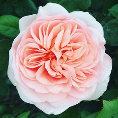 Pink Rose_English Rose