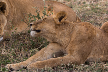 Löwin - Panthera leo