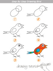 Step by step drawing Bird