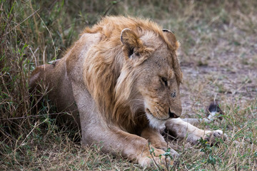 Löwe (Panthera leo)