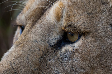 Löwe (Panthera leo)