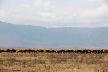 Die Savanne der Serengeti - Tansania