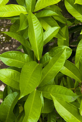 Syzygium malaccense in Guatemala