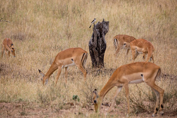 Naklejka na ściany i meble Impalas (Aepyceros)