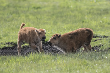 Fototapeta premium Bison Grand Tetons 