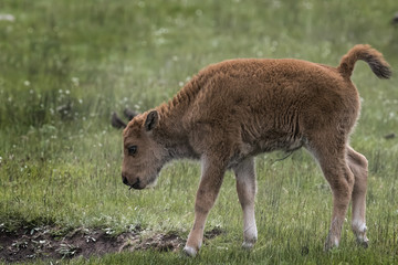 Fototapeta premium Bison Grand Tetons 
