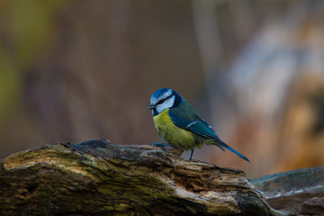 Wildlife photo - Eurasian blue tit stands on old wood in forest, Slovakia, Europe 