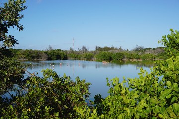 Flamingos in einer Lagune auf Cayo Coco auf Kuba, Karibik