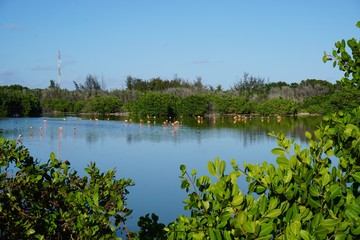 Flamingos in einer Lagune auf Cayo Coco, Jardines Del Rey, Kuba   Karibik © franziskahoppe