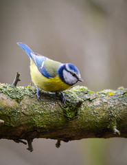 Wildlife photo - Eurasian blue tit stands on old wood in forest, Slovakia, Europe 