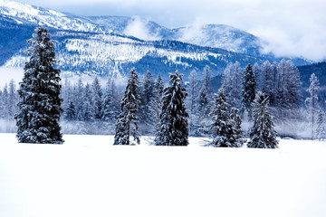 Winter evergreens on a cold cloudy day in the Flathead Valley, Montana