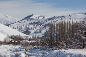 Fototapeta na wymiar Snowy mountains trees and houses under the snow.Uzbekistan