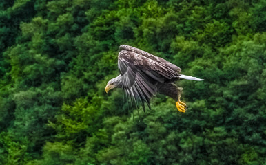 White-tailed sea eagle (Haliaeetus albicilla) flying off the cliffs of an islet near Portree, Isle of Skye, Scottish highlands,