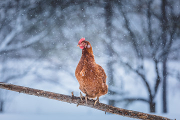 Domestic Eggs Chicken on a Wood Branch during Winter Storm.