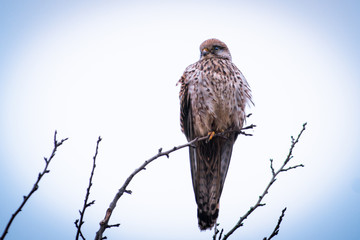 Kestrel