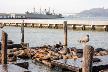 banc de phoques à San Francisco