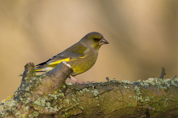 Wildlife photo - European Greenfinch stands on old wood with green moss in forest, Slovakia, Europe 