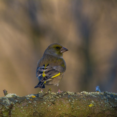 Wildlife photo - European Greenfinch stands on old wood with green moss in forest, Slovakia, Europe 