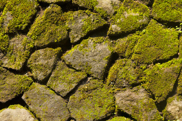 Old boulder Moss wall background