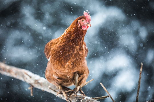 Domestic Eggs Chicken on a Wood Branch during Winter Storm.