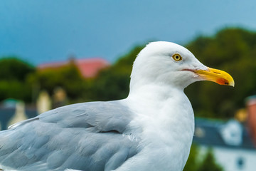 Herring gull, Portree (Port Rìgh]), the a charming fishing harbor and the largest settlement on the Isle of Skye in the Inner Hebrides of Scotland.