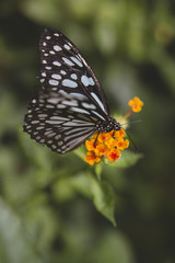 orange flower butterfly