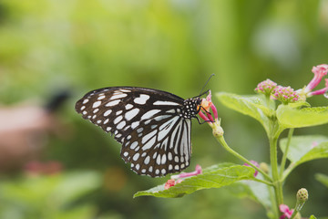 black and white butterfly