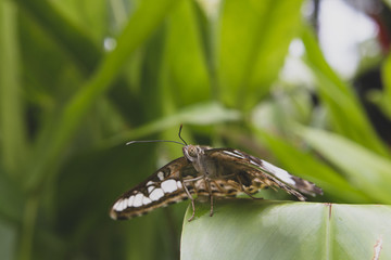 insect on leaf