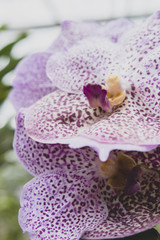 Obraz na płótnie Canvas light purple spotted orchid