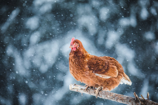 Domestic Eggs Chicken on a Wood Branch during Winter Storm.
