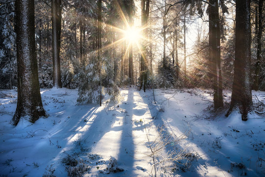 Wald im Winter mit Schnee und Sonnenschein