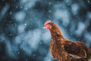 Häusliche Eier Huhn auf einem Holzzweig während des Wintersturms.