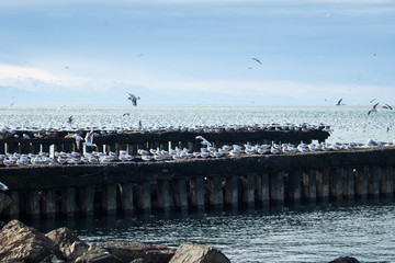 Fototapeta na wymiar Lot of seagulls on breakwaters of the Black Sea, Poti, Georgia