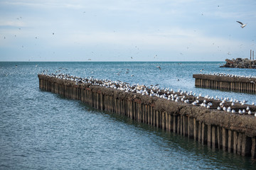 Lot of seagulls on breakwaters of the Black Sea, Poti, Georgia